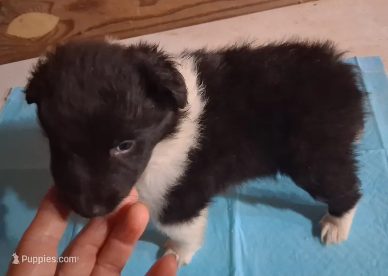 Lucky male 3 – Shetland Sheepdog puppy for sale in Ashland, AL