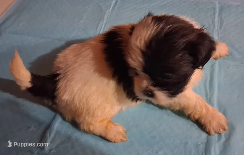 Spunky Male 2 – Shih Tzu puppy for sale in Ashland, AL
