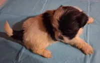 Spunky Male 2, a male Shih Tzu for sale in Ashland, AL – 1 of 6