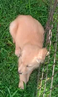 April Female 1, a female Golden Retriever for sale in Ashland, AL – 3 of 4