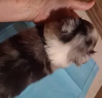Lucky Male 1, a male Shetland Sheepdog for sale in Ashland, AL – 4 of 7
