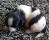 Misty Female 1, a female Shih Tzu for sale in Ashland, AL – Photo 3 of 5