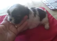 Misty Female 1, a female Shih Tzu for sale in Ashland, AL – Photo 5 of 5