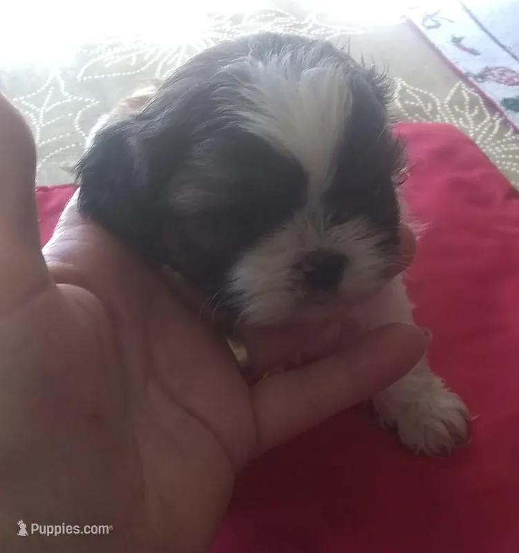 Misty Female 1, a female Shih Tzu for sale in Ashland, AL – Photo 1 of 5