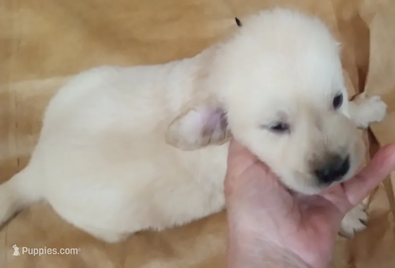 Misty Male 1 – Golden Retriever puppy for sale in Ashland, AL