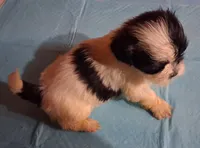 Spunky Male 2, a male Shih Tzu for sale in Ashland, AL – 2 of 6