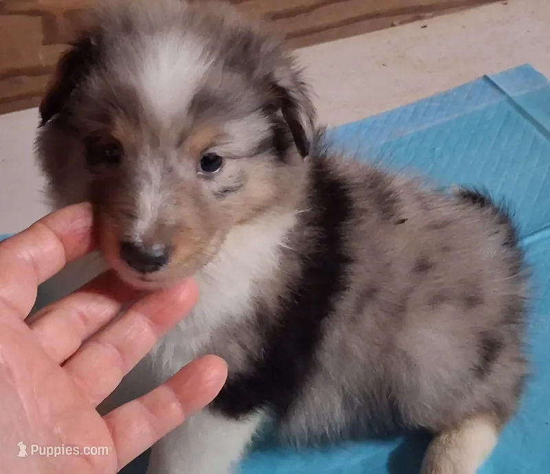 Lucky Male 2 – Shetland Sheepdog puppy for sale in Ashland, AL