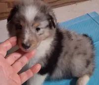 Lucky Male 2, a male Shetland Sheepdog for sale in Ashland, AL – 1 of 6