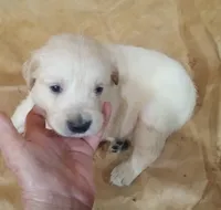 Misty Male 3, a male Golden Retriever for sale in Ashland, AL – 2 of 6