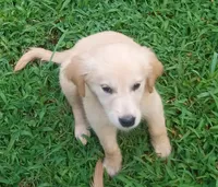 April Female 2, a female Golden Retriever for sale in Ashland, AL – 2 of 2