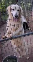 April Male 4, a male Golden Retriever for sale in Ashland, AL – 6 of 6