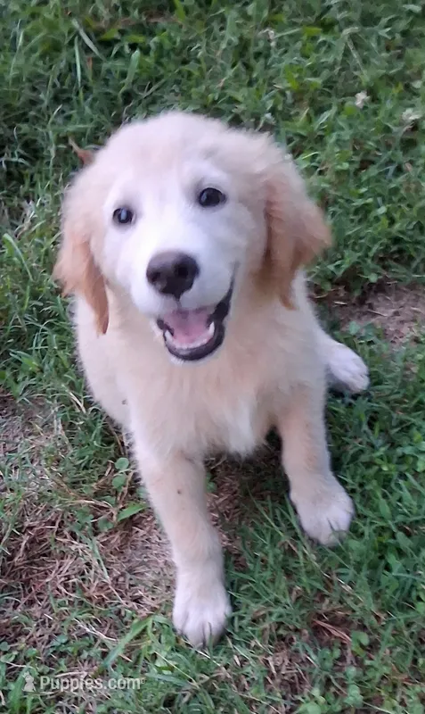 April Male 4 – Golden Retriever puppy for sale in Ashland, AL