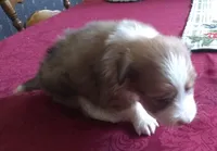 Female 2, a female Shih Tzu for sale in Ashland, AL – Photo 3 of 4