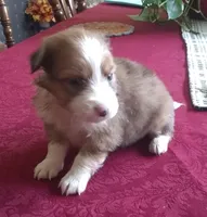 Female 2, a female Shih Tzu for sale in Ashland, AL – Photo 2 of 4