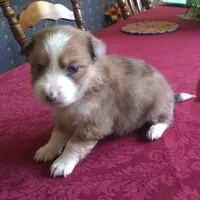 Female 2, a female Shih Tzu for sale in Ashland, AL – Photo 1 of 4