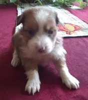 Female 2, a female Shih Tzu for sale in Ashland, AL – Photo 4 of 4