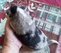 Smokie 3, a male Shetland Sheepdog for sale in Ashland, AL – Photo 3 of 3