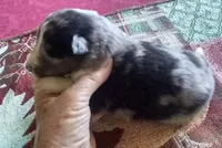 Smokie 3, a male Shetland Sheepdog for sale in Ashland, AL – Photo 2 of 3