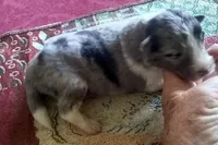 Smokie 3, a male Shetland Sheepdog for sale in Ashland, AL – Photo 1 of 3