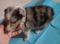 Lucky Male 1, a male Shetland Sheepdog for sale in Ashland, AL – 2 of 7