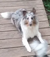 Lucky Female 1, a female Shetland Sheepdog for sale in Ashland, AL – 5 of 6