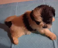 Spunky Male 2, a male Shih Tzu for sale in Ashland, AL – 6 of 6