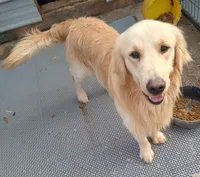 Misty Male 3, a male Golden Retriever for sale in Ashland, AL – 4 of 6