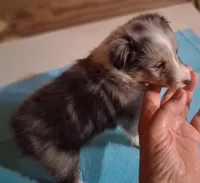 Lucky Male 1, a male Shetland Sheepdog for sale in Ashland, AL – 1 of 7