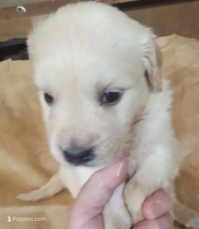 Misty Male 2 – Golden Retriever puppy for sale in Ashland, AL