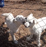 Bullit male 3, a male German Shepherd Dog for sale in Ashland, AL – Photo 3 of 6