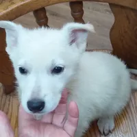 Bullit male 3, a male German Shepherd Dog for sale in Ashland, AL – Photo 1 of 3