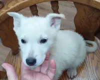 Bullit male 1, a male German Shepherd Dog for sale in Ashland, AL – Photo 1 of 3