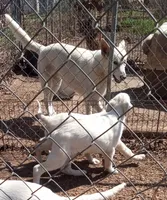 Bullit male 3, a male German Shepherd Dog for sale in Ashland, AL – Photo 2 of 6