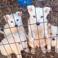 Bullit male 3, a male German Shepherd Dog for sale in Ashland, AL – Photo 3 of 3