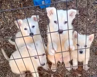 Bullit male 1, a male German Shepherd Dog for sale in Ashland, AL – Photo 3 of 3