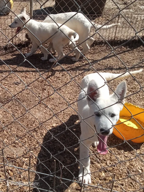 Bullit male 3 – German Shepherd Dog puppy for sale in Ashland, AL