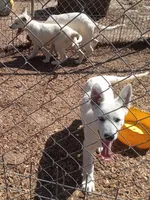 Bullit male 3, a male German Shepherd Dog for sale in Ashland, AL – Photo 1 of 6