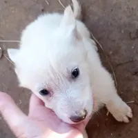 Bullit male 3, a male German Shepherd Dog for sale in Ashland, AL – Photo 2 of 3