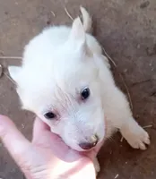 Bullit male 1, a male German Shepherd Dog for sale in Ashland, AL – Photo 2 of 3