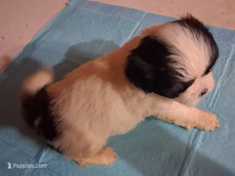Spunky Male 1 – Shih Tzu puppy for sale in Ashland, AL