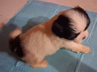 Spunky Male 1, a male Shih Tzu for sale in Ashland, AL – 1 of 4