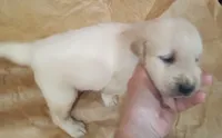 Misty Male 2, a male Golden Retriever for sale in Ashland, AL – 3 of 6