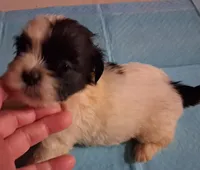 Spunky Male 2, a male Shih Tzu for sale in Ashland, AL – 3 of 6