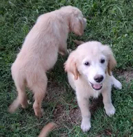 April Male 4, a male Golden Retriever for sale in Ashland, AL – 2 of 6