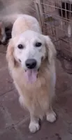 April Male 2, a male Golden Retriever for sale in Ashland, AL – 3 of 4