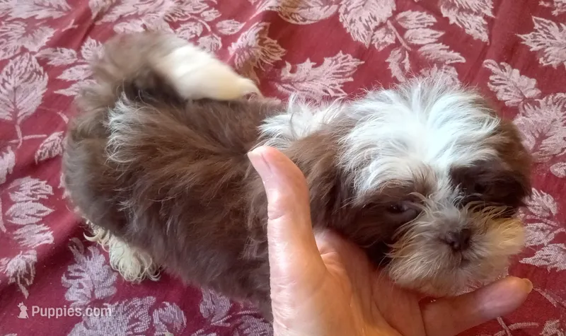Boo Male 1 – Shih Tzu puppy on hold in Ashland, AL