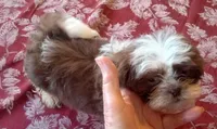 Boo Male 1, a male Shih Tzu for sale in Ashland, AL – Photo 1 of 5