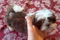 Boo Male 1, a male Shih Tzu for sale in Ashland, AL – Photo 3 of 5
