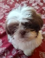 Boo Male 1, a male Shih Tzu for sale in Ashland, AL – Photo 2 of 5