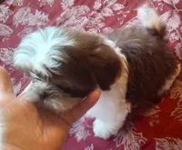 Boo Male 1, a male Shih Tzu for sale in Ashland, AL – Photo 5 of 5